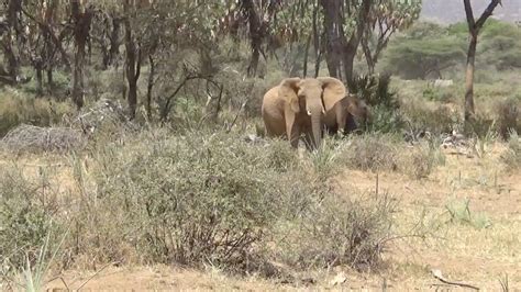 free elephant porn|Every Elephant Has Its Own Name, Study Suggests.